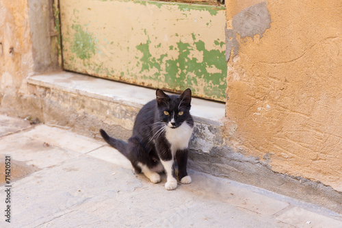 Black-and-white alley cat