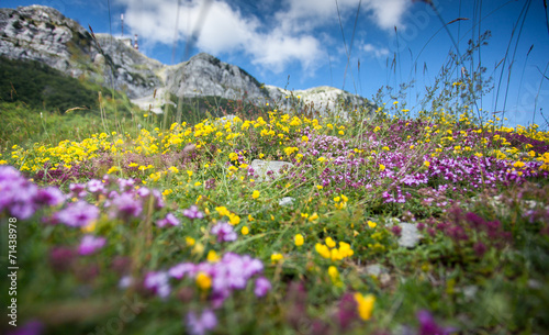 landscape of colorful flowers growing on high mountain