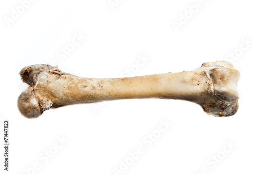 old bone isolated on white background