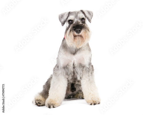 Picture of a miniature schnauzer sitting on a white background