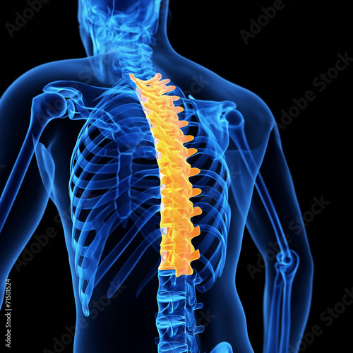 medical 3d illustration of the thoracic spine