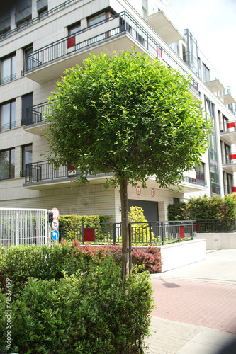 Prunus x eminens Umbraculifera in the town