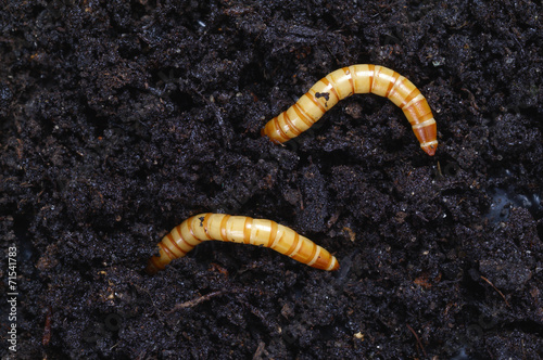 Ampedus larva