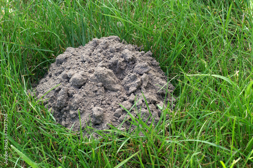 Mound on the lawn