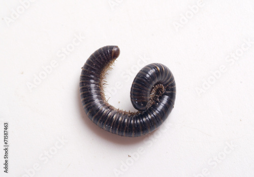 Millipedes on a white background