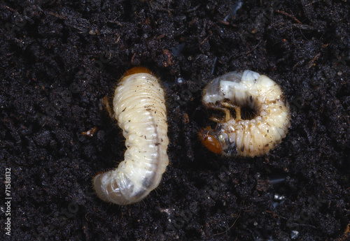 Grubs in the soil