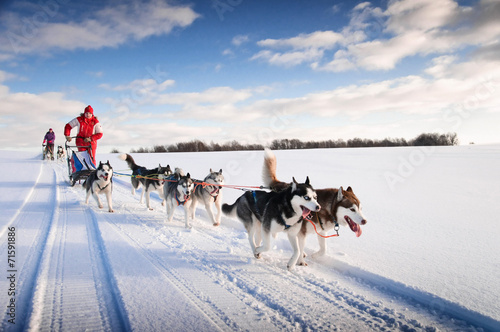 Woman musher hiding behind sleigh at sled dog race on snow in wi