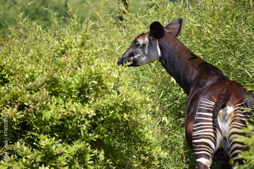 Okapi in the vegetation