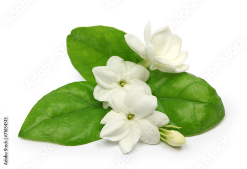 arabian jasmine, jasmine tea flower