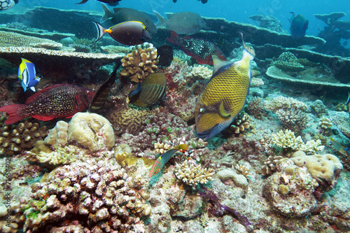 Big Trigger Fish near Corals, Maldives