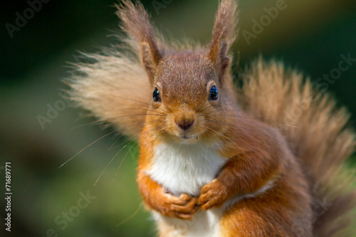 Red Squirrel looking so cute