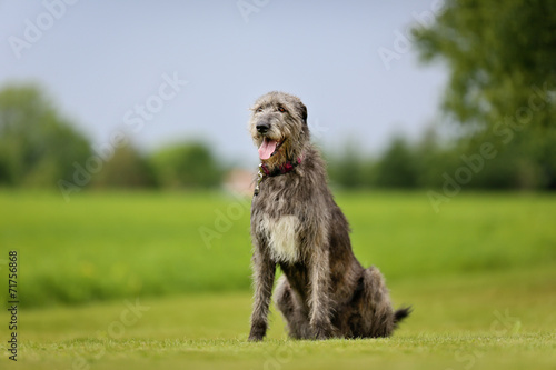 Irish Wolfhound dog