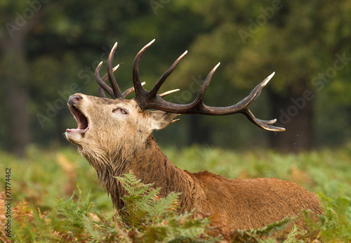 Roaring stag deer during the rut