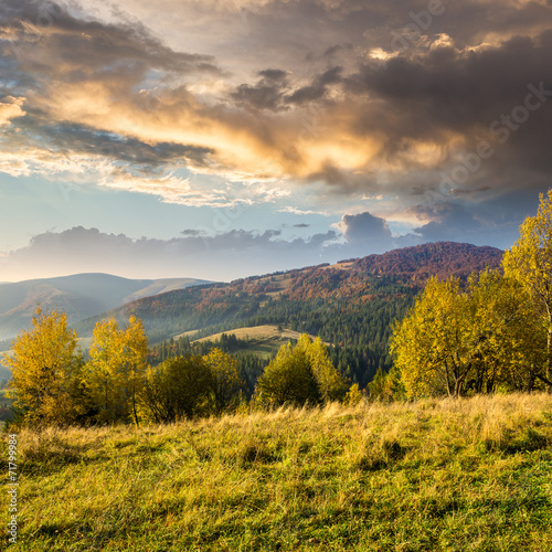 yellow trees on hillside on mountain background at sunrise