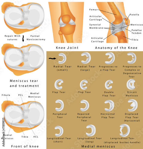 Anatomy of the Knee