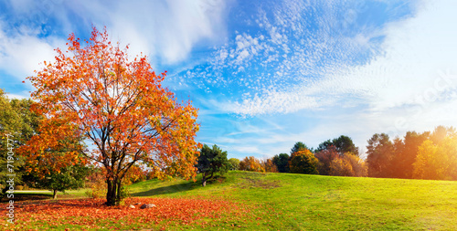 Jesień, jesień krajobraz. Drzewo z kolorowymi liśćmi. Panorama