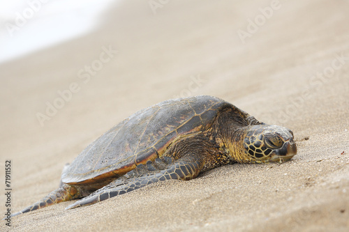 Beautiful endangered green sea turtle