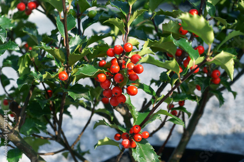 Ilex meserveae Blue Angel - holly berries in the garden