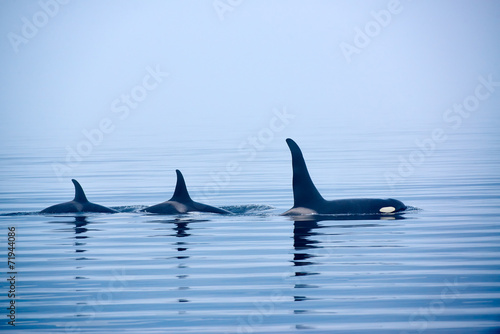 Rückenflossen Schwertwale, Killerwal bzw Orca, Orcinus orcae