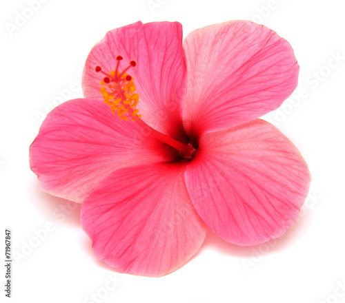 Pink hibiscus