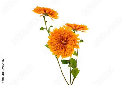 orange chrysanthemum isolated