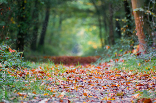 Chemin de bois