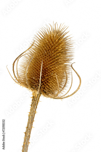 Dry teasel head on white background