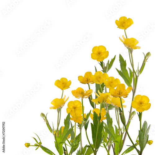 yellow buttercup flowers bunch on white