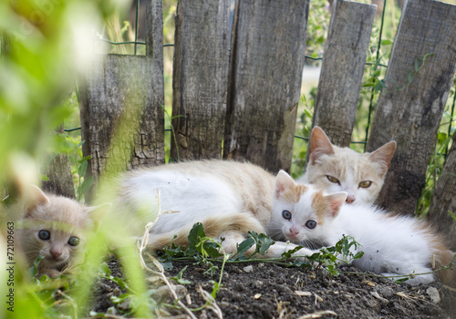 familia de gatos