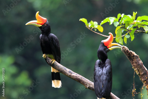 Rhinoceros Hornbill (Buceros rhinoceros) in Sumatra, Indonesia