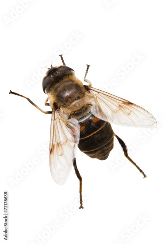 Eristalis tenax