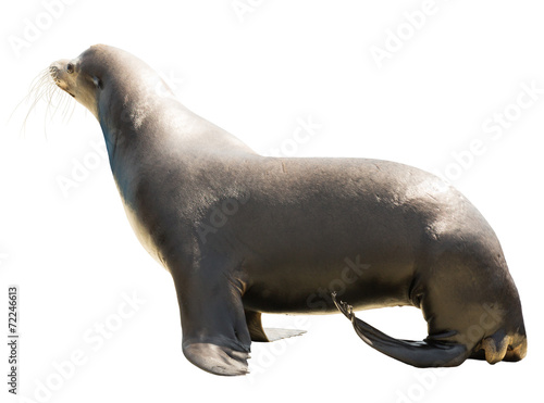  Earless seal. Isolated over white