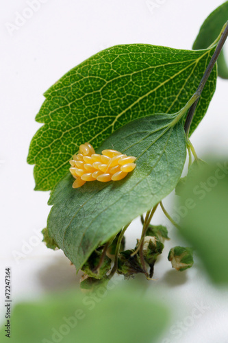 Ladybug eggs