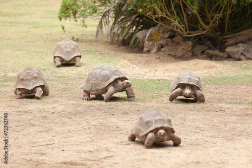 tortues géantes, île Rodrigues