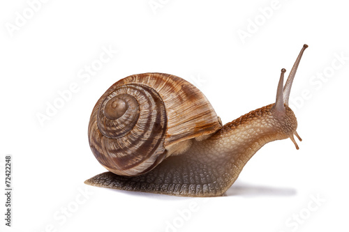 snail on the white background