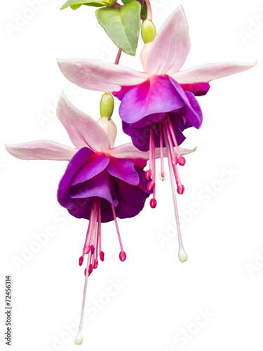 Fuchsia flower