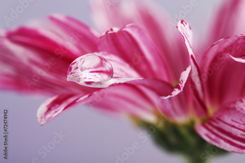 Water drop on purple flower on light background