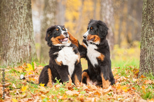 Two bernese mountain puppies playing in the park in autumn