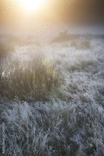 Red deer in foggy sunrise Autumn Fall forest and countryside lan