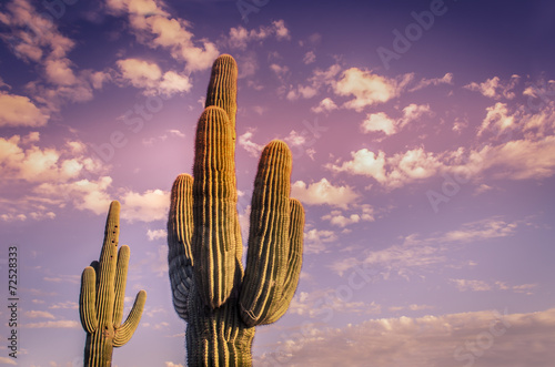 Desert landscape saguaro cactus Arizona USA