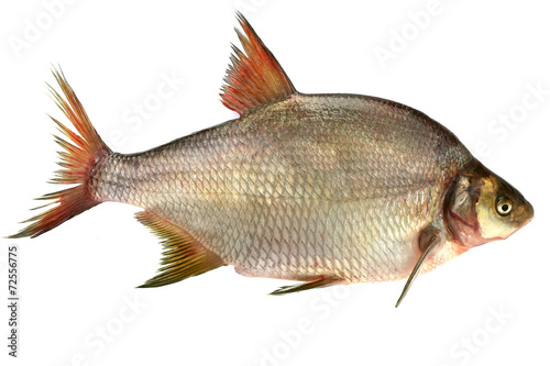 bream