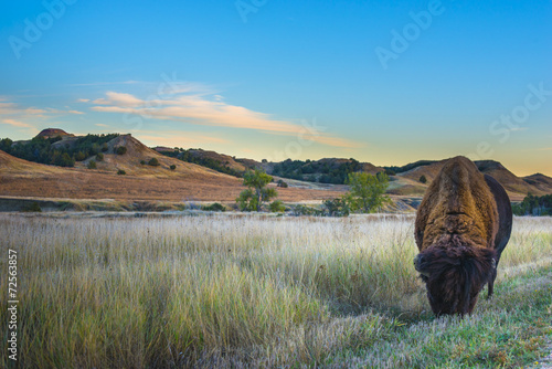 Badlands Bison