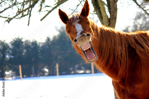 Funny horse