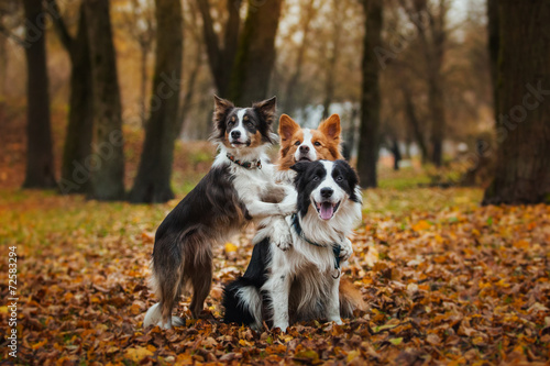 obedient dog breed border collie. Portrait, autumn, nature