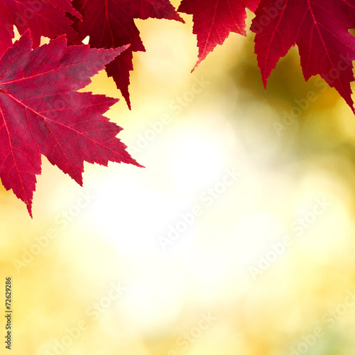 backdrop of natural leaves, trees background
