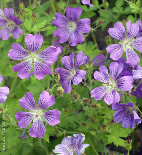 Storchschnabel, Geranium, gracile, Sirak,