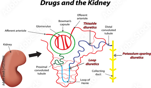 Drugs and the Kidney