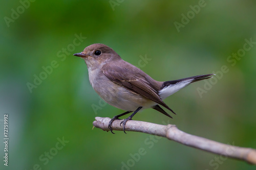 Close up of Red-throated Flycatcher (Ficedula albicilla)