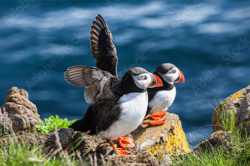Pair of puffins on a rock, Iceland