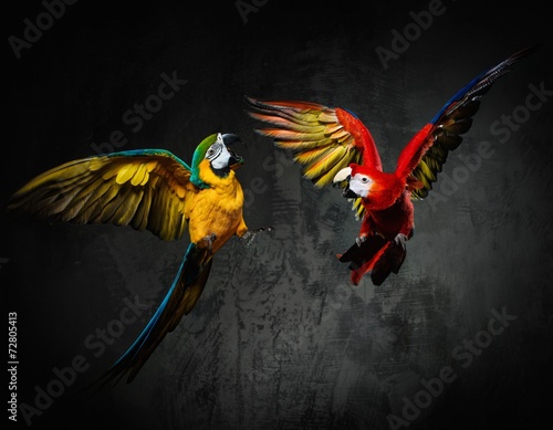 Two colourful parrots fighting